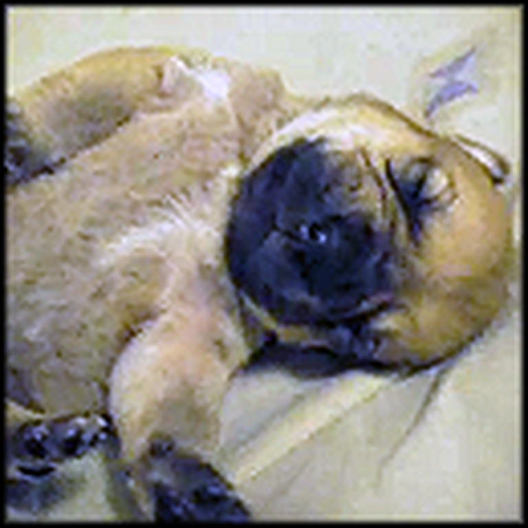 Adorable Puppy Wakes Up From a Dream - So Cute