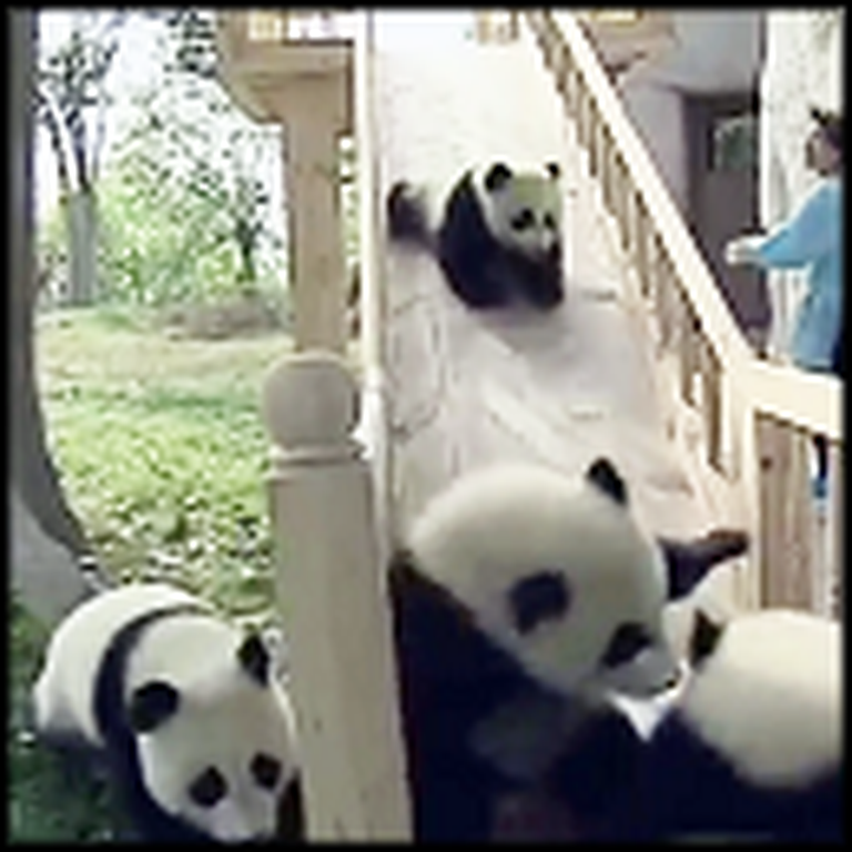 Cute Pandas Play Together on a Slide - Adorable