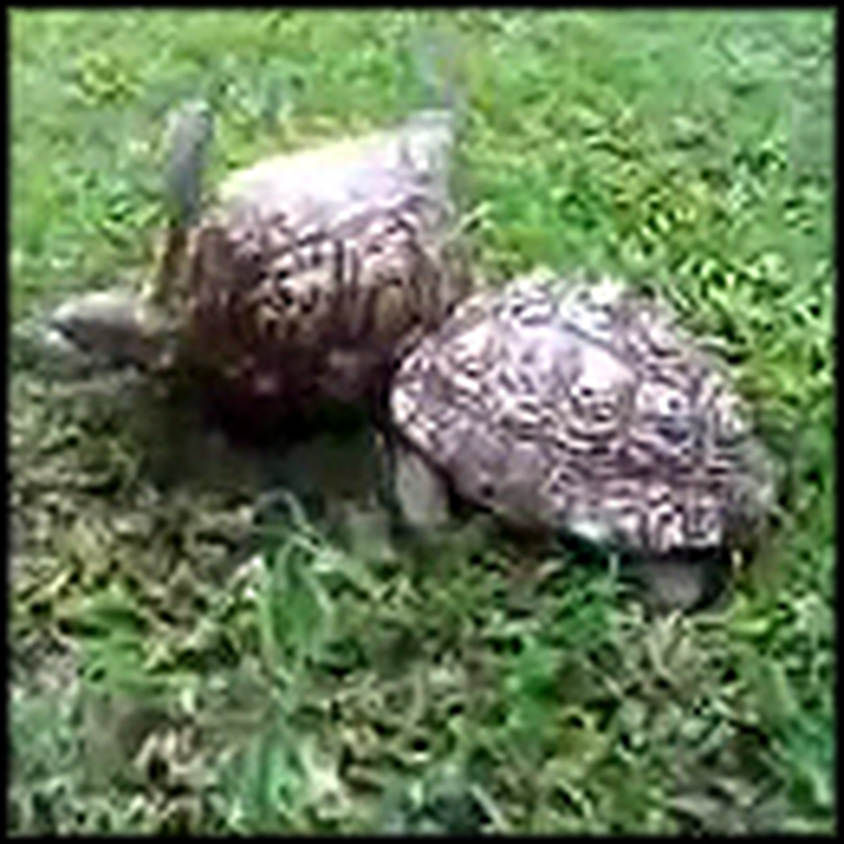 Turtle Shows What Being a Friend is All About