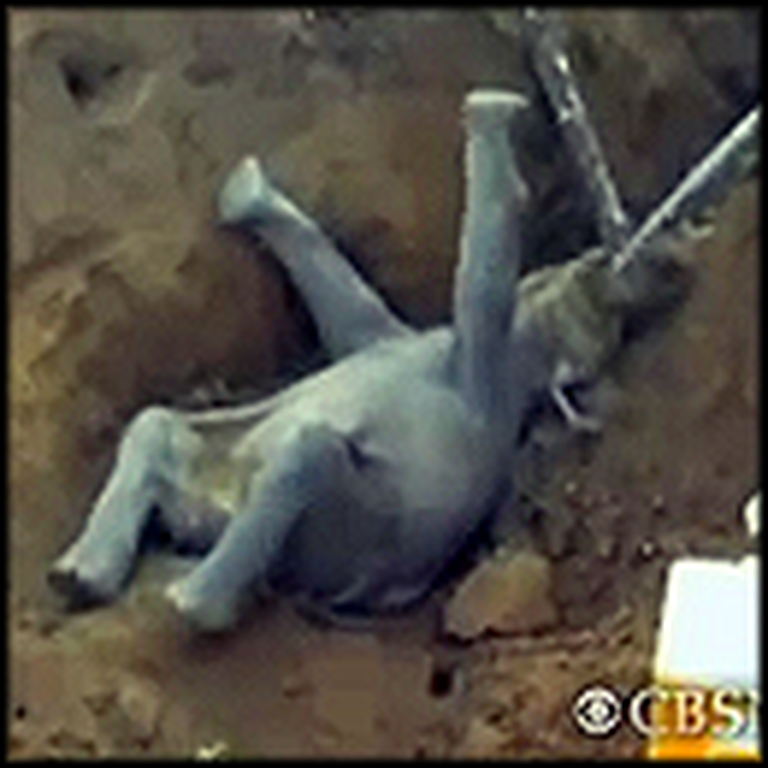 People in India Rescue a Trapped Baby Elephant