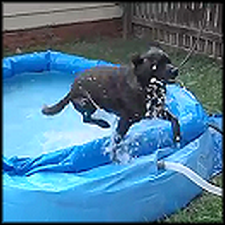 Super Excited Dog is Really Ready for Summer Swimming