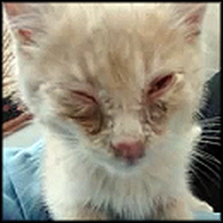 Beautiful Rescue of a Kitten Found Alone Crying in the Snow