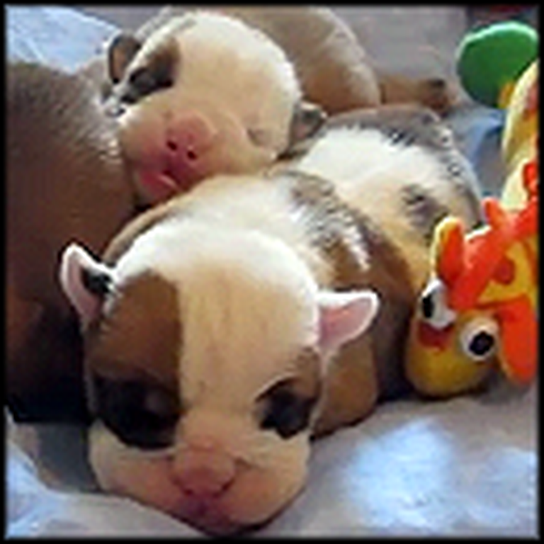 Newborn English Bulldogs are Way Too Cute for Words