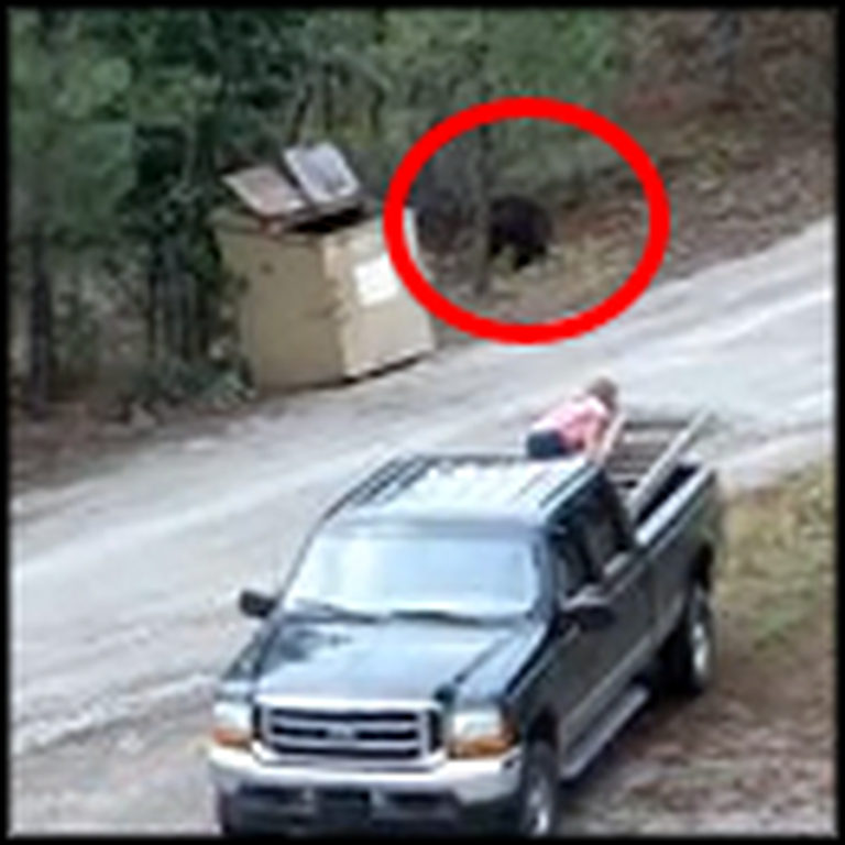 Brave People Rescue Cubs as Mama Bear Watches