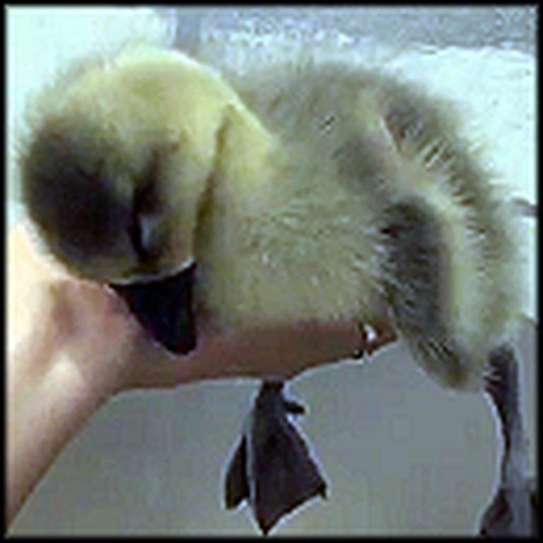 Adorable Gosling Falls Asleep in Owner's Hand