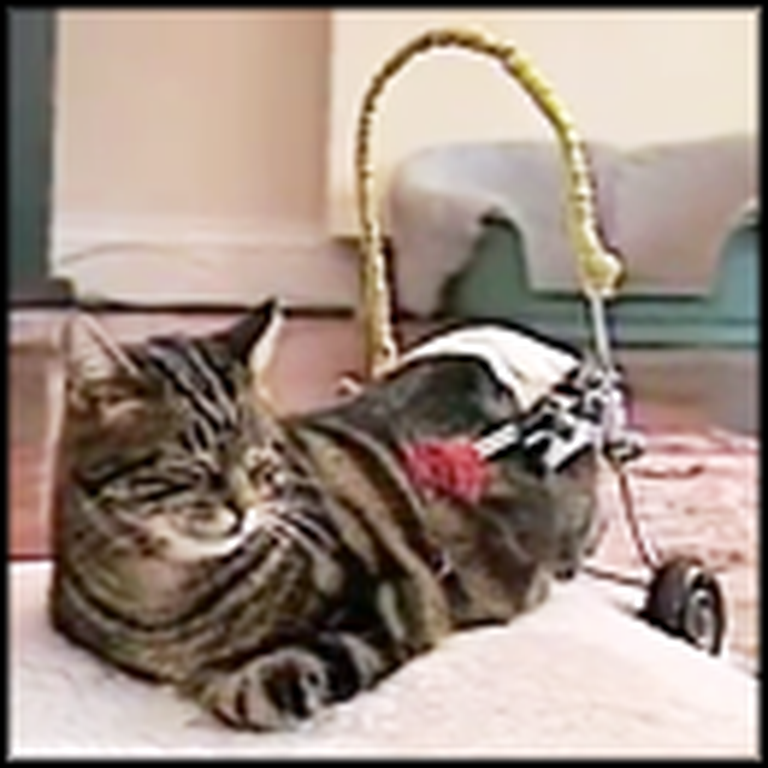 Adorable Disabled Cat Gets a Set of Wheels
