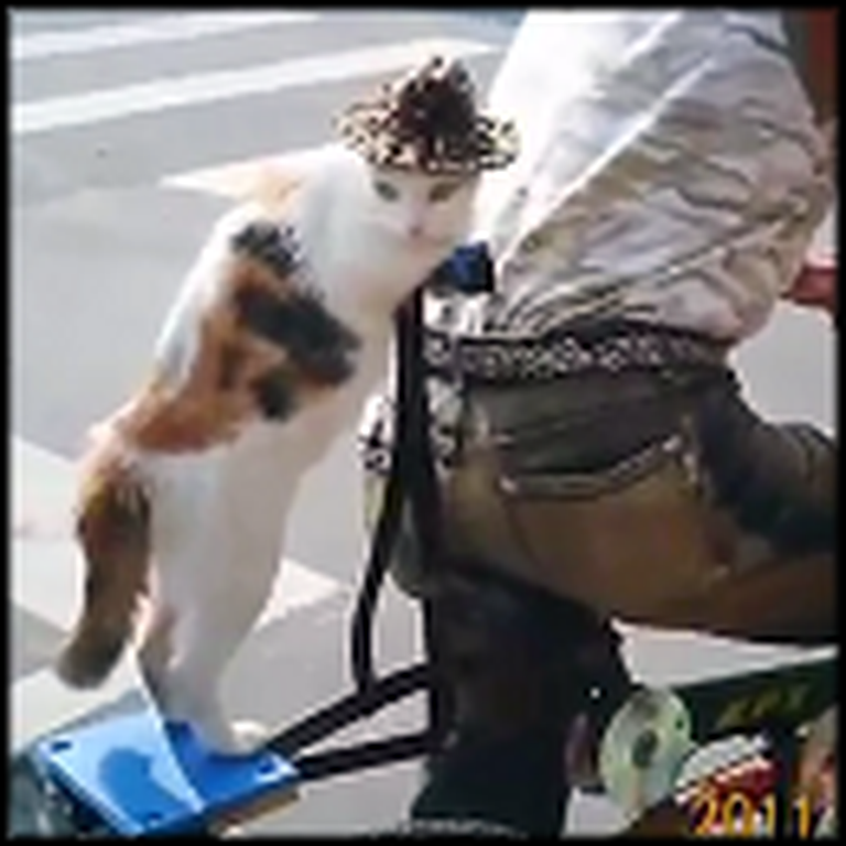A Cat Wearing a Hat Goes for a Ride on a Bike - LOL