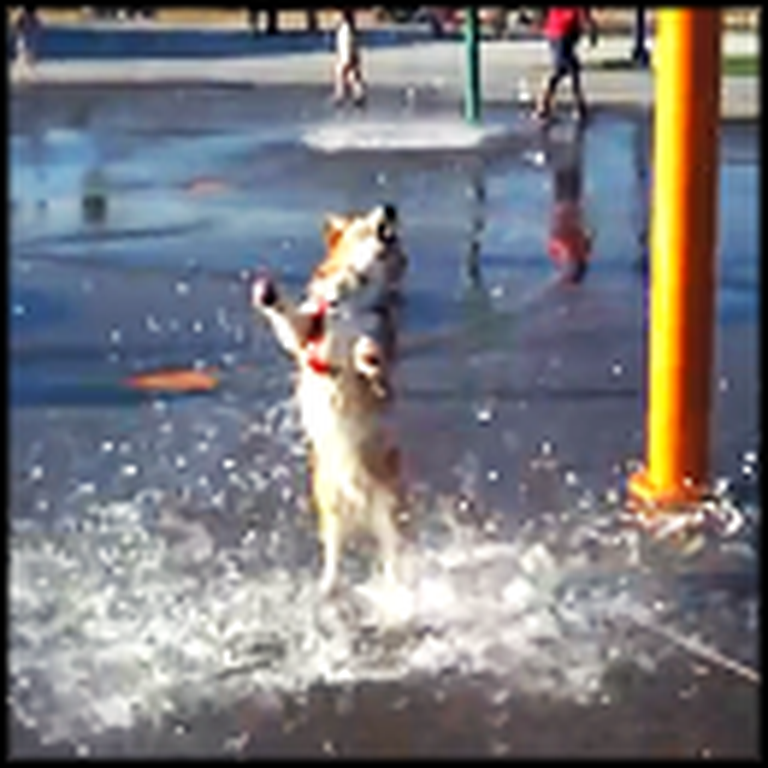 Happy Corgi Has the Time of His Life at the Waterpark