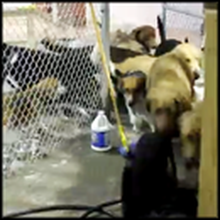 Yellow Lab Breaks her Dog Buddies Out of a Cage - So Cute