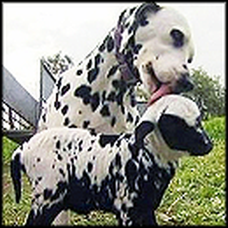 Dalmatian Adopts an Orphan Lamb With Similar Spots - So Cute