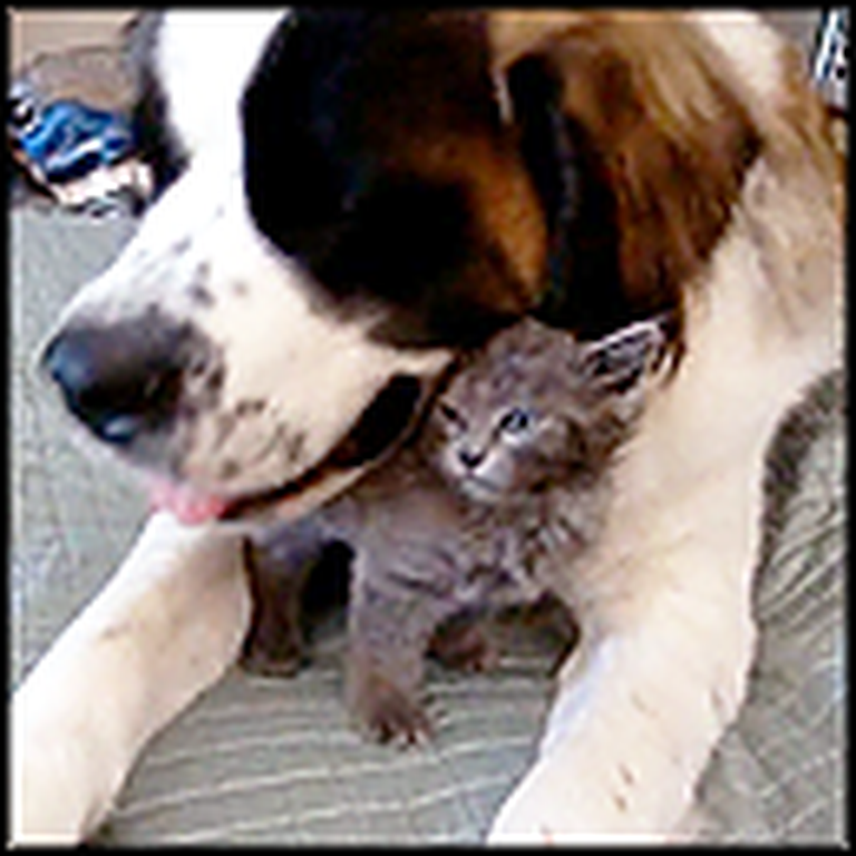Loving Saint Bernard Adopts an Adorable Stray Kitten