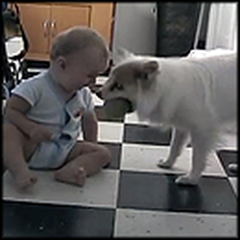 What This Dog Teaches a Baby Will Make Your Day - LOL