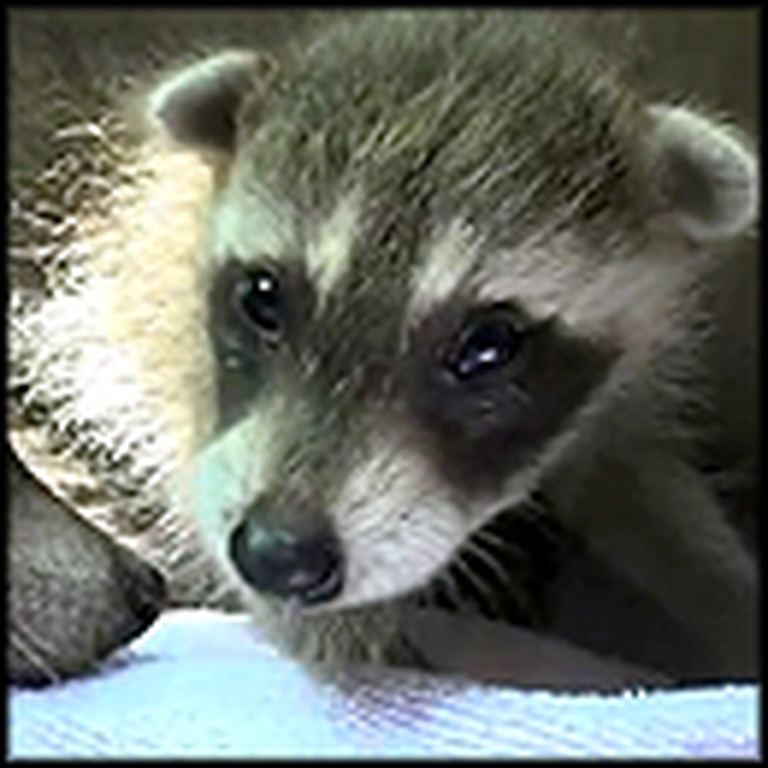 A Heartwarming Rescue of a Baby Raccoon - The End is Great