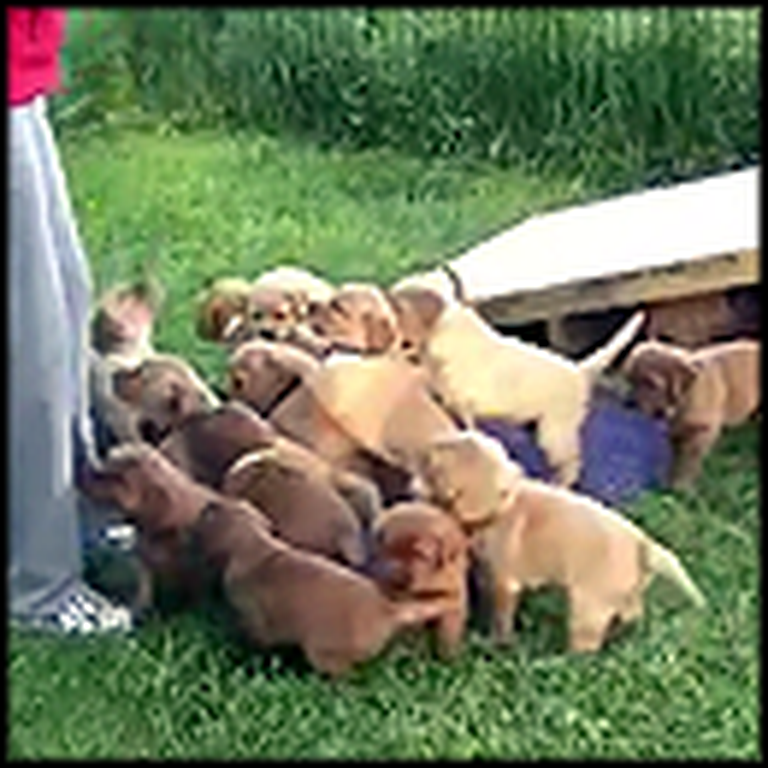 A 16-Puppy Invasion of Cuteness Will Make Anyone Smile