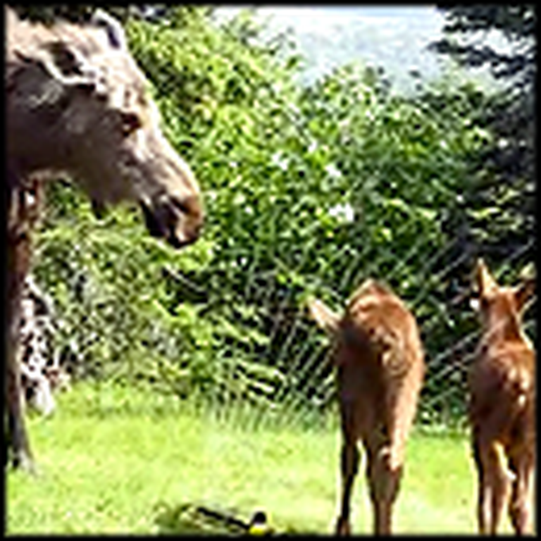 Mama Moose Lets Her Twin Babies Play in a Backyard