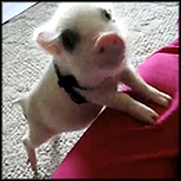 Adorable Mini Pig is Just TOO Cute to Handle