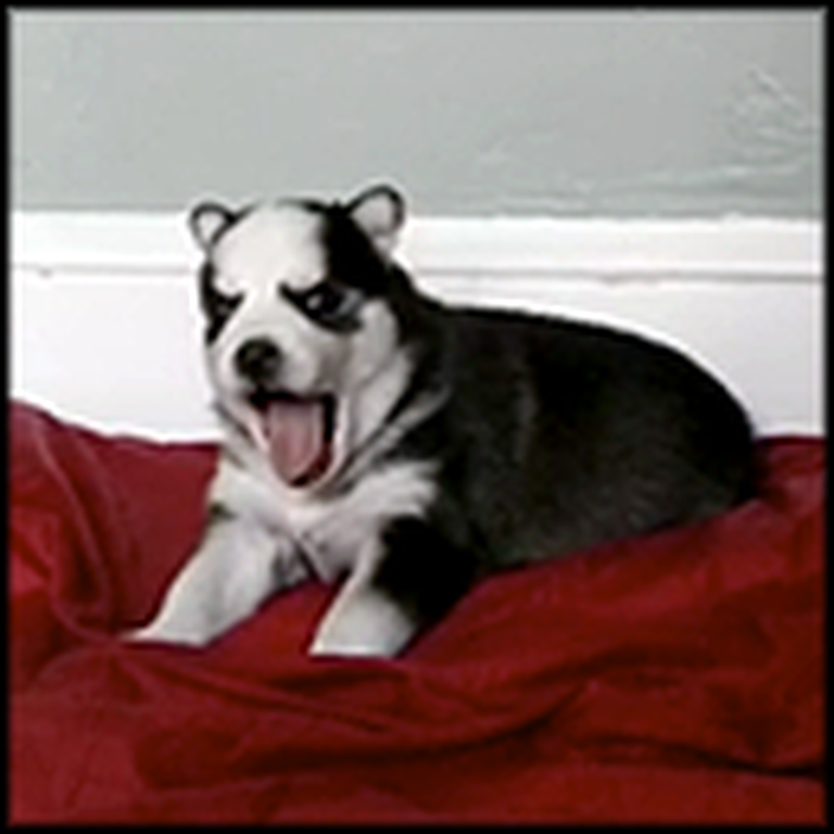Adorable Husky Puppy Will Melt Your Heart - Aww