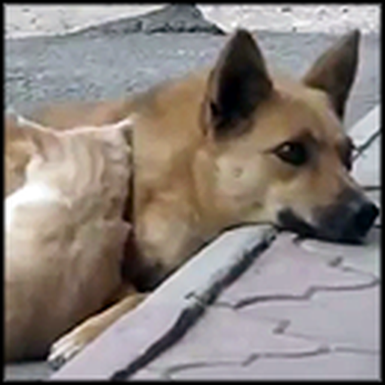 Two Adorable Strays That are Best Friends