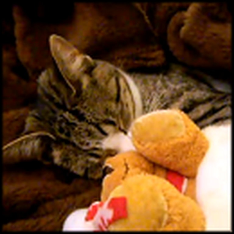 Adorable Kitty and Her Toy Take a Nap