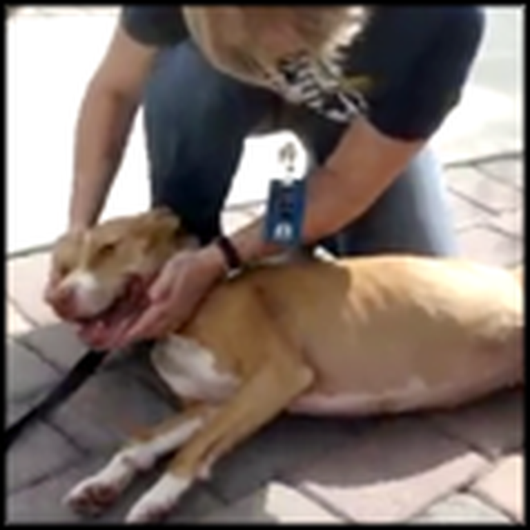 Heartwarming Reunion After a Pitbull is Lost for Over a Month