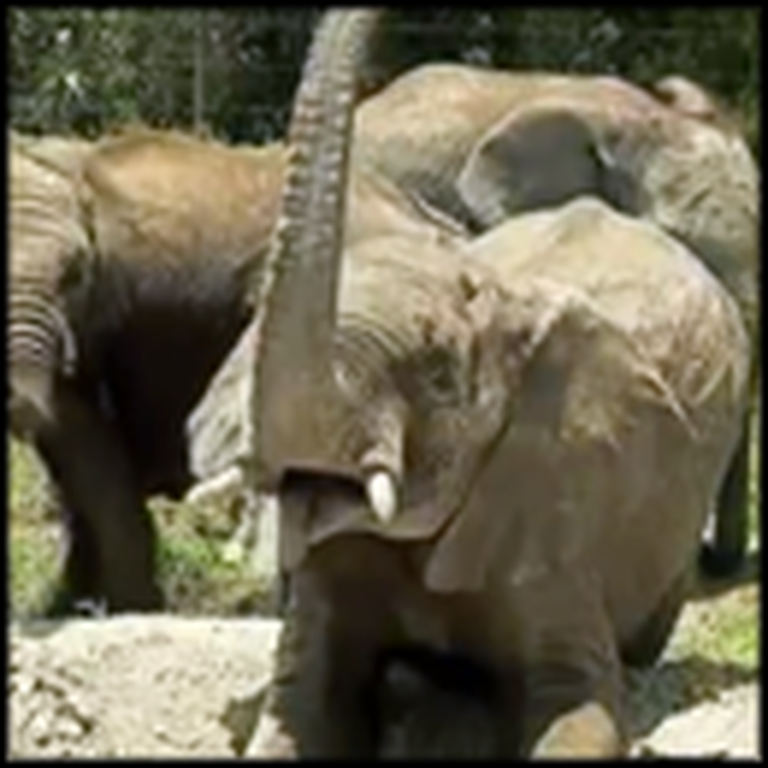 Baby Elephants That Lost Their Parents Get Rescued