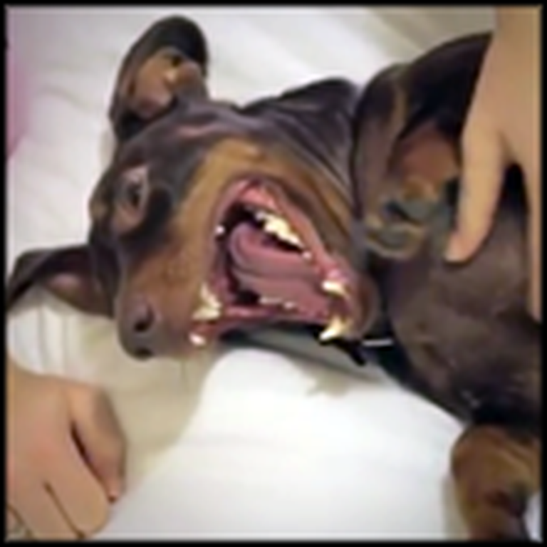 This Dachshund Will Make Your Day - Just Watch What He Does