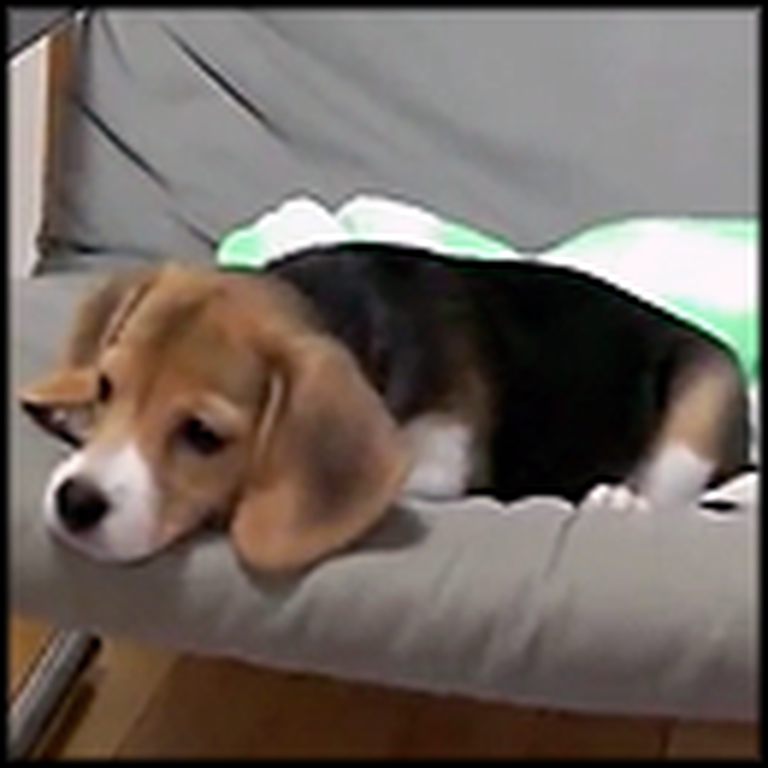 Adorable Beagle Puppy Barks for the First Time
