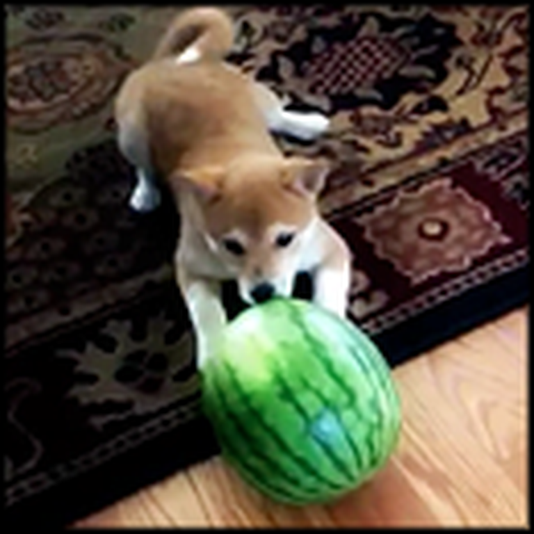 Cute Puppy Versus a Watermelon - This Will Make Your Day