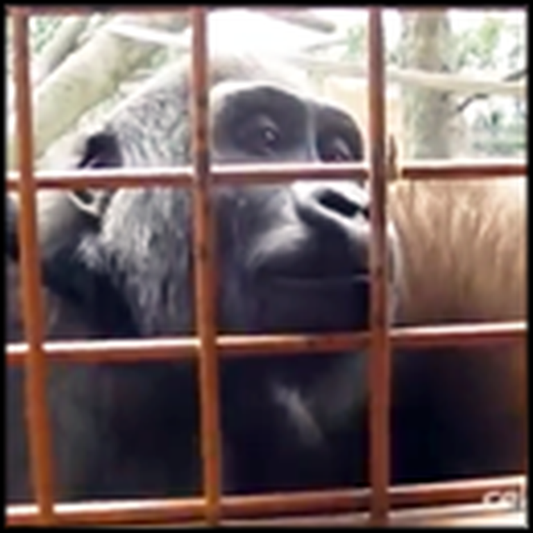 Curious Gorillas are Captivated by a Caterpillar - Adorable