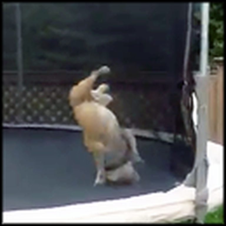 What this Bulldog Does on a Trampoline Will Make Your Day