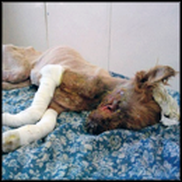 They Found This Dog With a Mutilated Face - But Watch What Happens Next