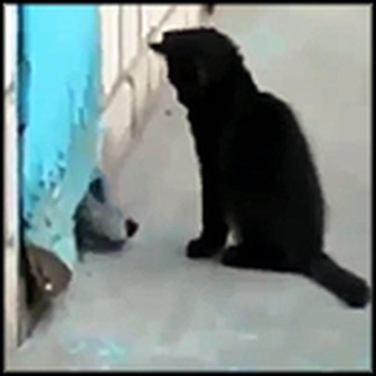 Clever Kitten Saves her Doggy Friend Stuck in a Building