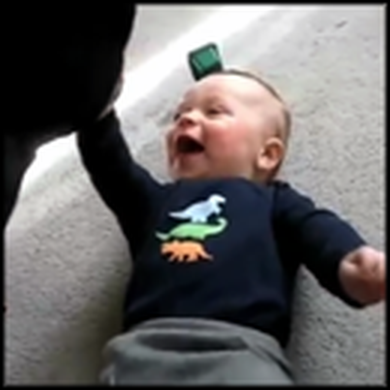 The Best Compilation Video of Babies and Dogs
