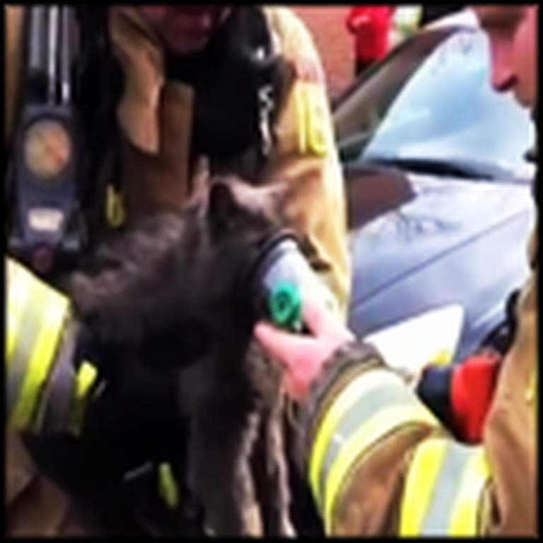 Two Firefighters Heroically Save a Cat from a Burning Home