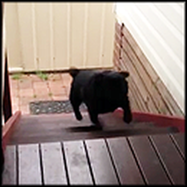 Adorable Stair Climbing Pug Will Win Your Heart