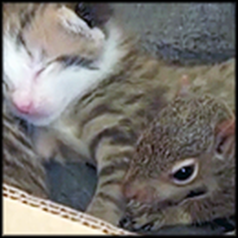 Cat Adopts an Orphaned Baby Squirrel as It's Own - He Even Purrs