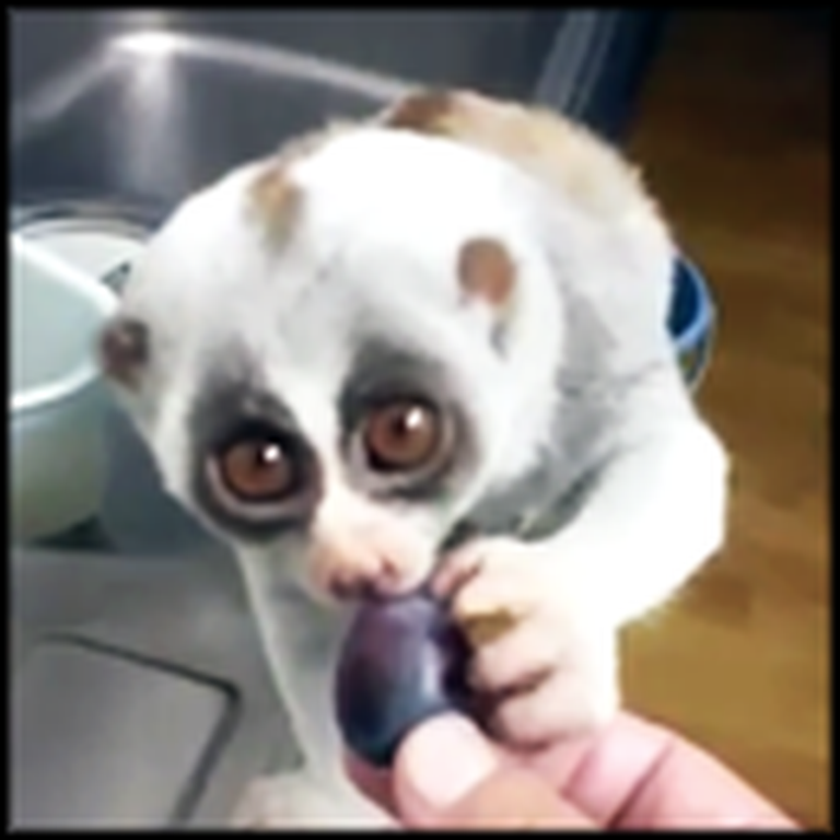 This Slow Loris is the Most Darling Animal on the Internet