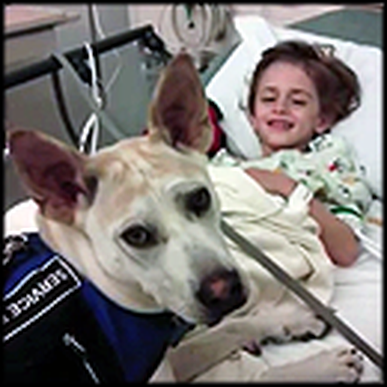 Dog Scheduled to Die Became the Guardian Angel of a Special Little Boy