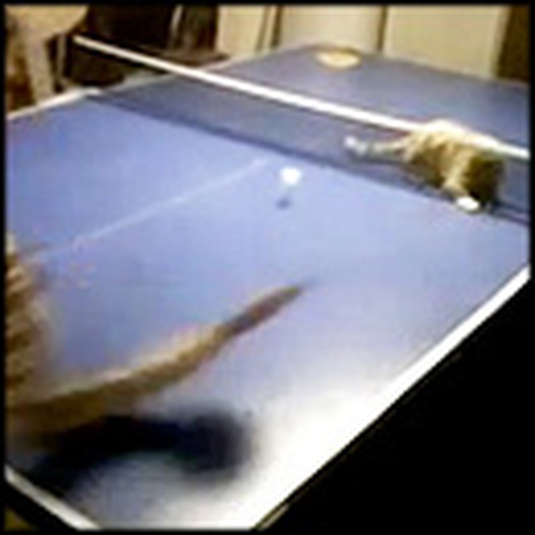 Little Boy Plays Ping Pong with his Adorable Best Friend - a Kitten