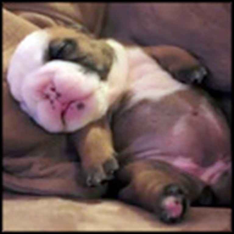 Sweet Bulldog Puppy Takes the Cutest Nap Ever