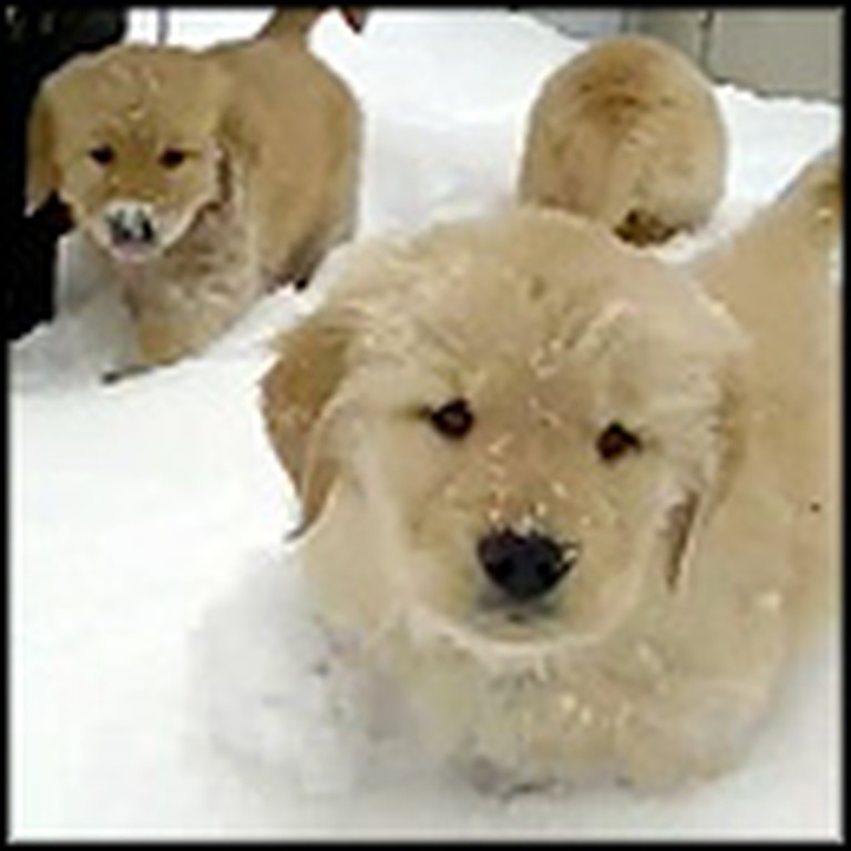 Fluffy Puppies Play in Snow for the First Time