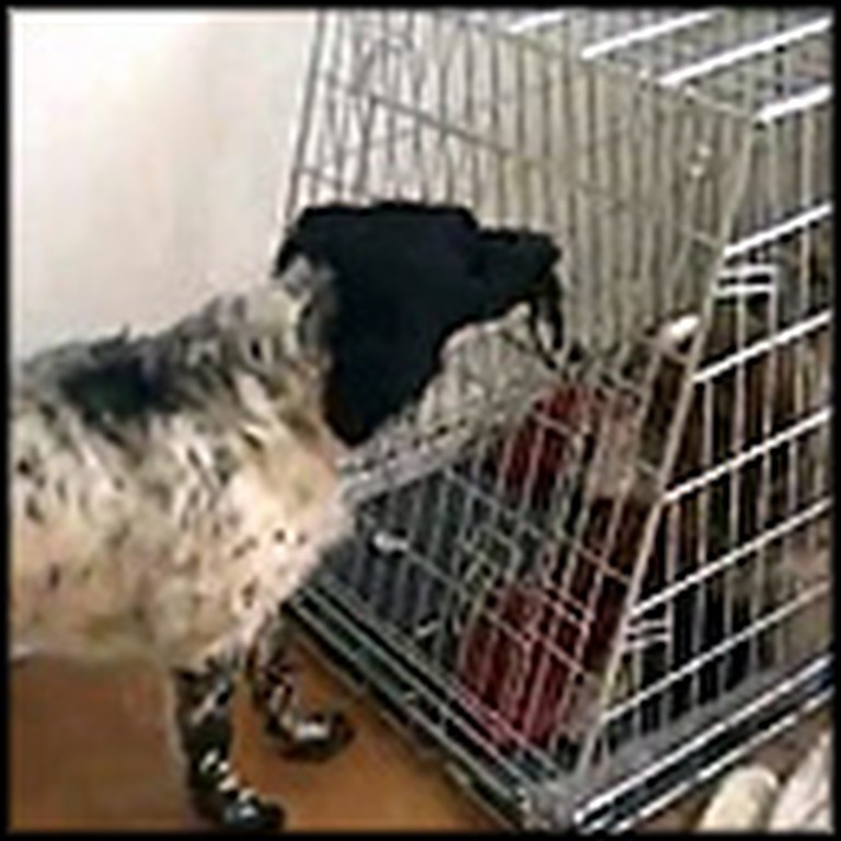 Dog Helps His Caged Friend Escape