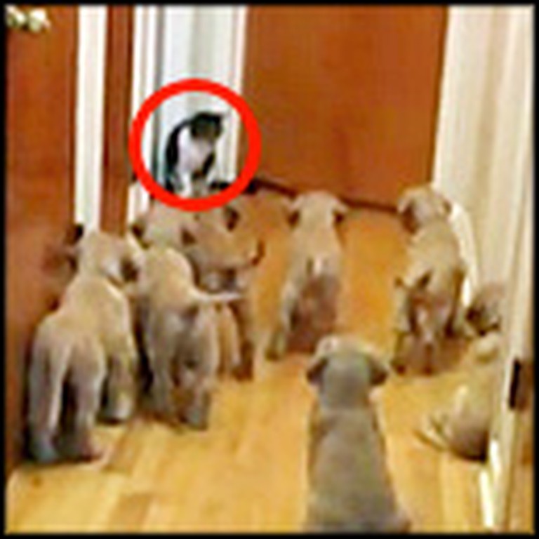 Stampede of Adorable Puppies Take on a Cat