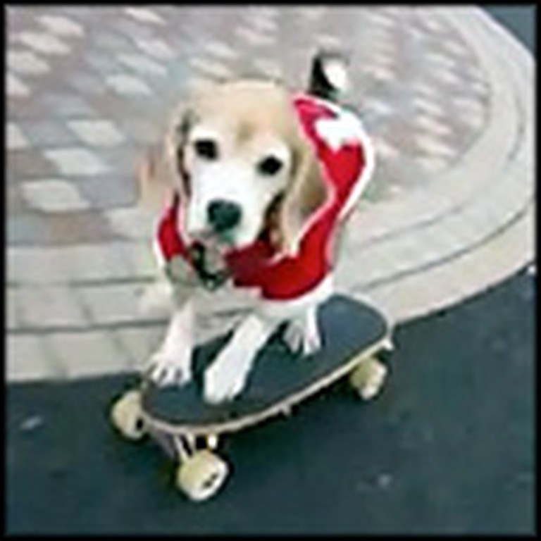 Adorable Santa Doggie Does Something So Cute