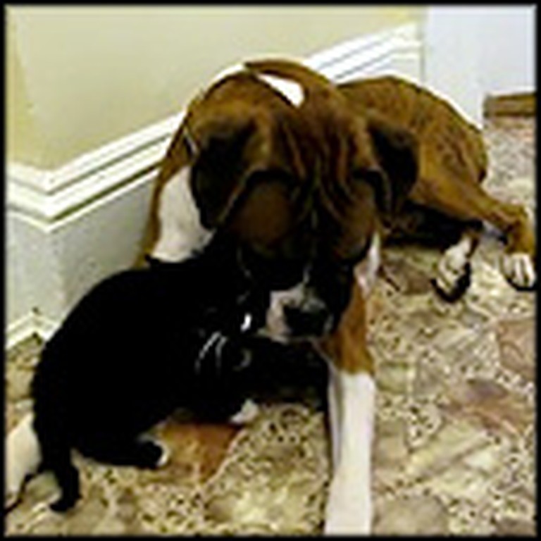 Boxer Meets a Kitten for the First Time