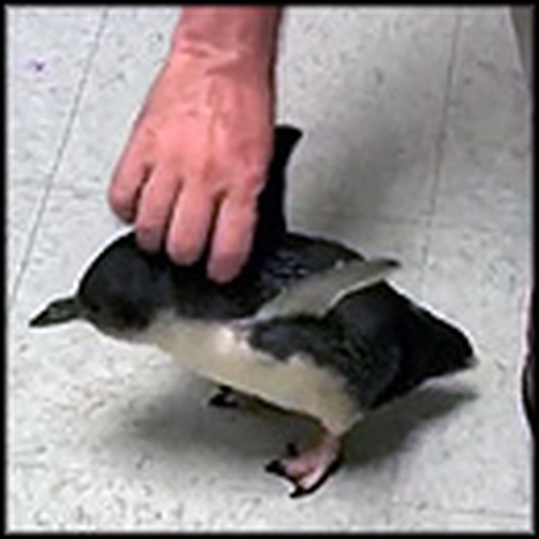 Adorable Penguin Loves to Be Tickled