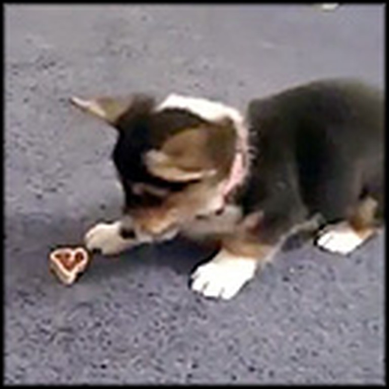 Adorable Corgi Puppy Plays with Her Treat