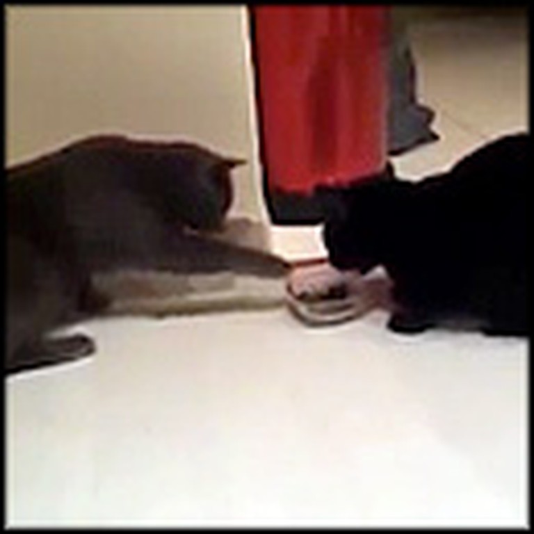 2 Adorable Cats Take Turns Eating Out of 1 Bowl