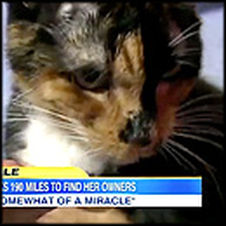 Cat Miraculously Travels 200 Miles to Reunite With Her Family