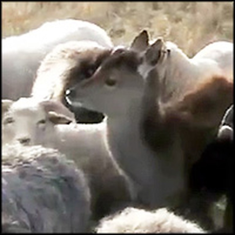 Flock of Sheep Adopts a Lonely Deer